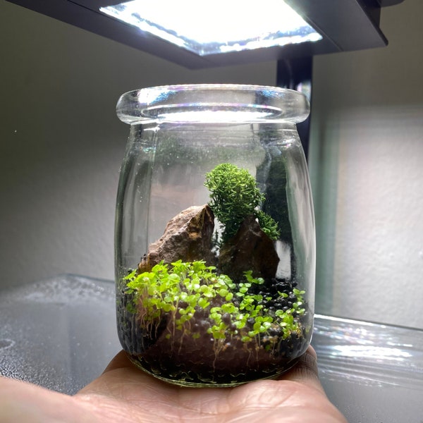 Build Your Own Micro Terrarium Kit | DIY Terrarium | Aquascaping | Desk Plants | Cute Office Gifts | Plant Lovers | Micro Aquarium | Moss