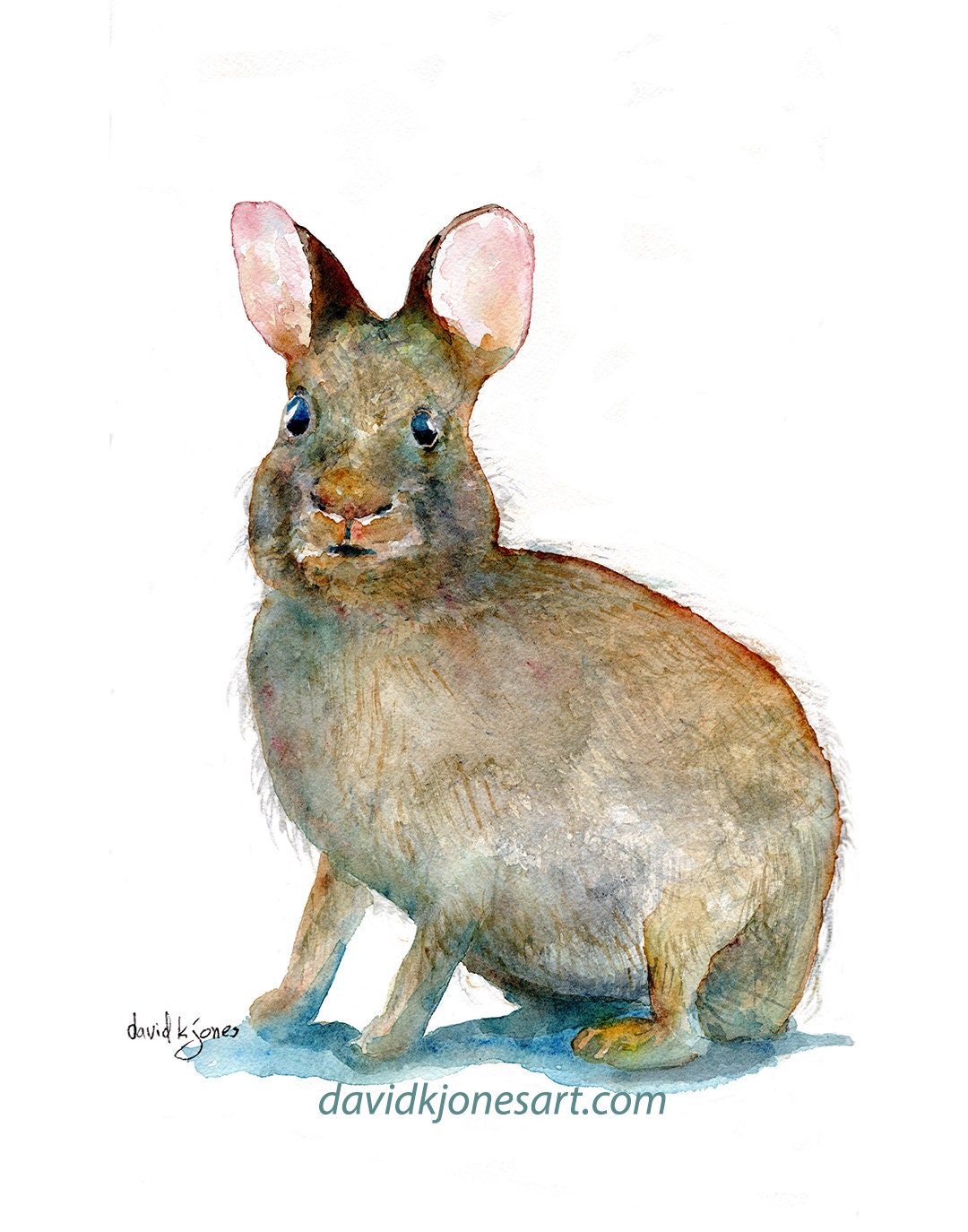Swamp Rabbit Watercolor Art Print: Florida Everglades Wildlife - Etsy