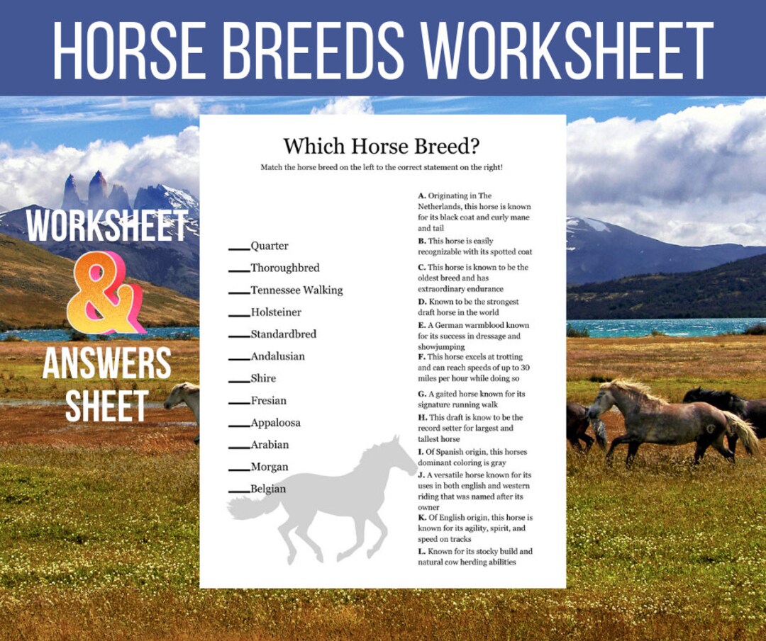Horse Breeds Match Worksheet Etsy