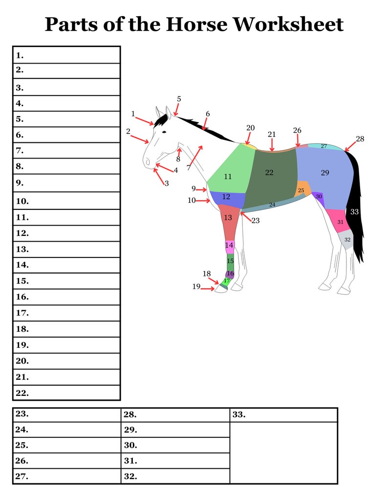 Parts of the Horse Worksheet - Etsy
