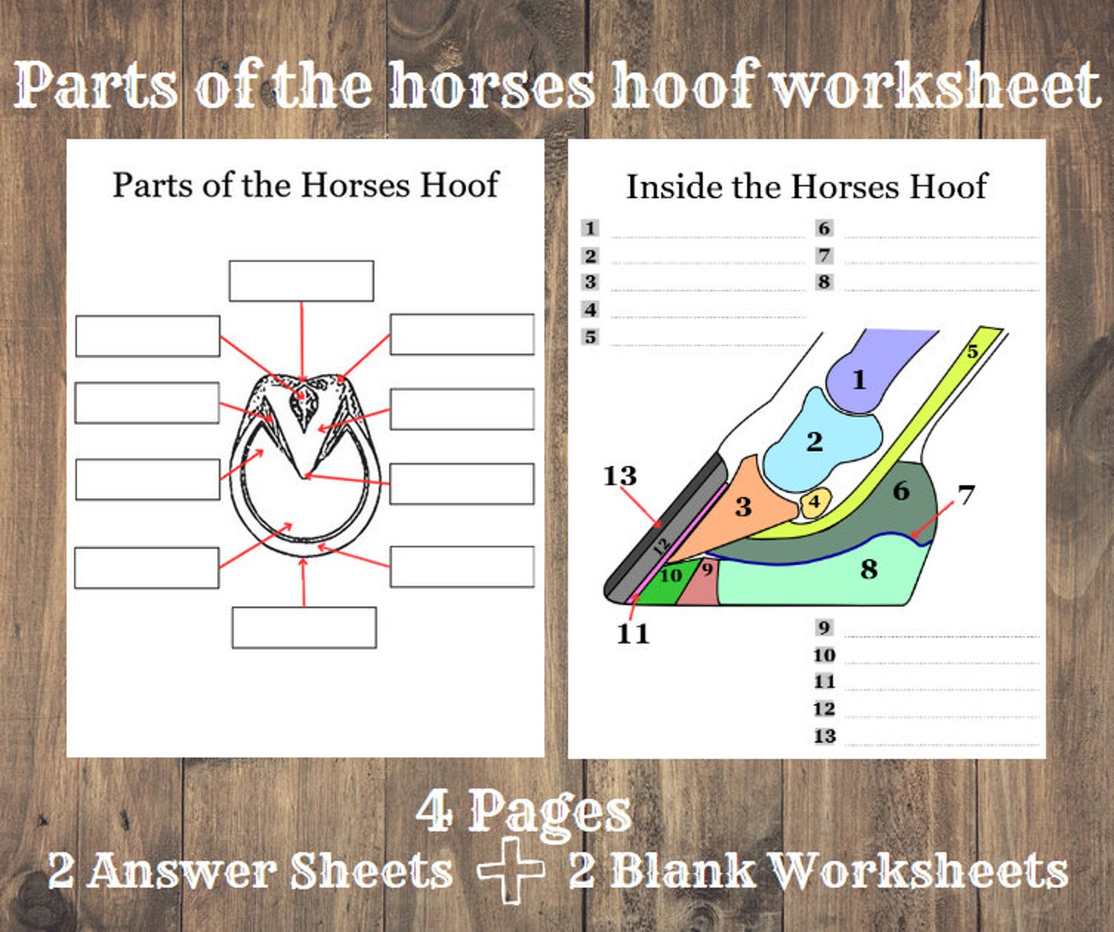 Parts of the Horse Hoof Worksheet Horse Education Horse Etsy