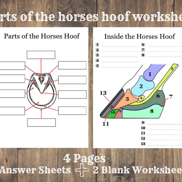 Parts of the horse hoof worksheet | Horse Education | Horse Summer Camp |