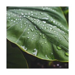 Rain Drops on Leaf Canvas Print: Nature Photography Wall Art