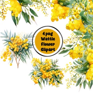 Australian Golden Wattle Clipart, 4 PNG de alta calidad, Wattle Tree Prints, Acuarela, Fabricación de tarjetas, Diario, Descarga digital