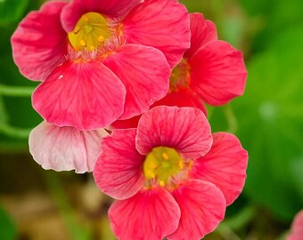 Nasturtium Jewel Cherry Rose x 3 bare rooted single plants. Grows to 12 ins.