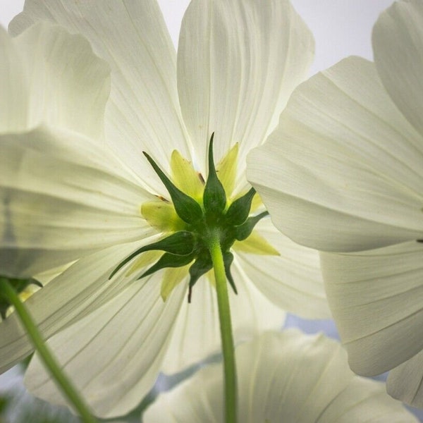 Cosmos Purity x 4 Plug Plants - Stunning pure white flowers