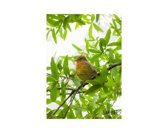 Female Cardinal Photography Printable Wall Art, Bird Photography Print. Digital File for Download