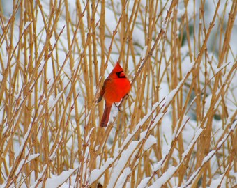 Various Bird Poster / Photo Print. Original Photography