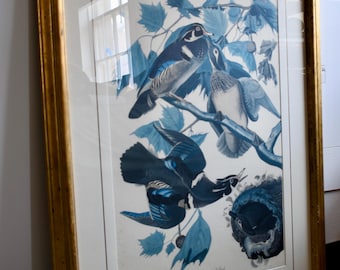 1834 Audubon Summer or Wood Duck Print in a Gold 42x32 Frame. DEEPTONE 1946 Donnelley & Sons Company Edition.