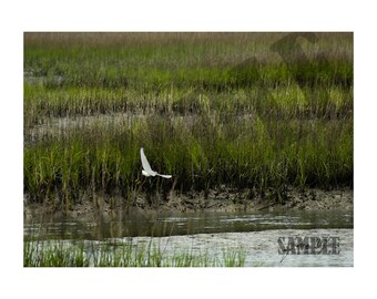Snowy Egret Original Fine Art Photography