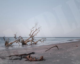 Drift Wood on the Coast Wall Art