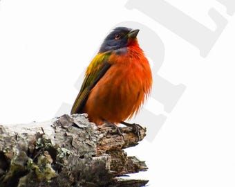 Painted Bunting Original Fine Art Photography