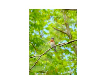 Eastern Bluebird Original Fine Art Photography