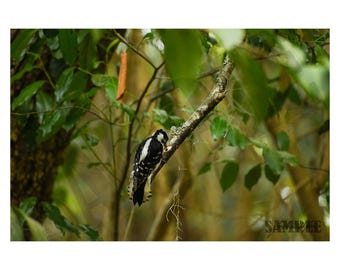 Downy Woodpecker Original Fine Art Photography