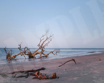 Drift Wood on the Coast Wall Art