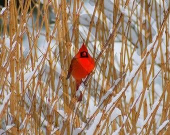 Cardinal Wall Art