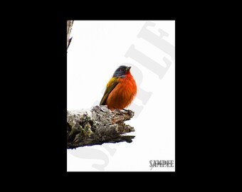 Painted Bunting Photography Printable Wall Art, Bird Photography Print. Digital File for Download