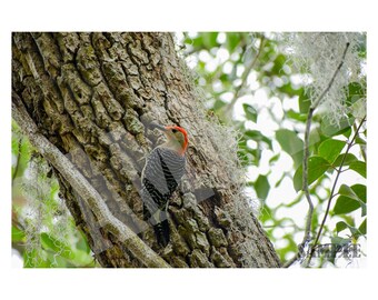 Red Bellied Woodpecker Photography Printable Wall Art, Bird Photography Print. Digital File for Download