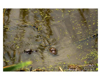 Baby Alligators Photography Printable Wall Art, Charleston South Carolina Nature Photography Print. Digital File for Download