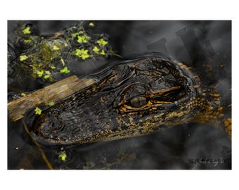 Alligator Photography Printable Wall Art, Charleston South Carolina Nature Photography Print. Digital File for Download