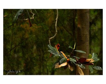 American Cardinal Photography Printable Wall Art, Bird Photography Print. Digital File for Download