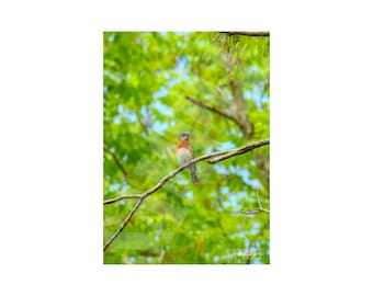 Eastern Bluebird Photography Printable Wall Art, Bird Photography Print. Digital File for Download