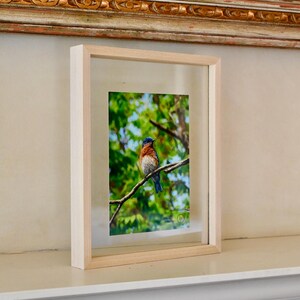May include: A framed print featuring a bluebird perched on a branch. The bird has blue, brown, and orange feathers. The print is in a light wood frame and is displayed on a white surface. A painting with a gold frame is in the background.