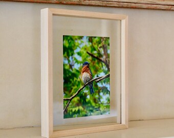 Bird Painting Float Frame Wall Art. Original Photography