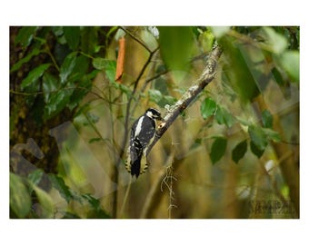 Downy Woodpecker Photography Printable Wall Art, Bird Photography Print. Digital File for Download