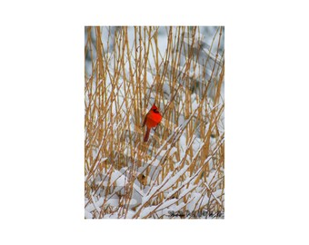 Winter Cardinal Photography Printable Wall Art, Bird Photography Print. Digital File for Download
