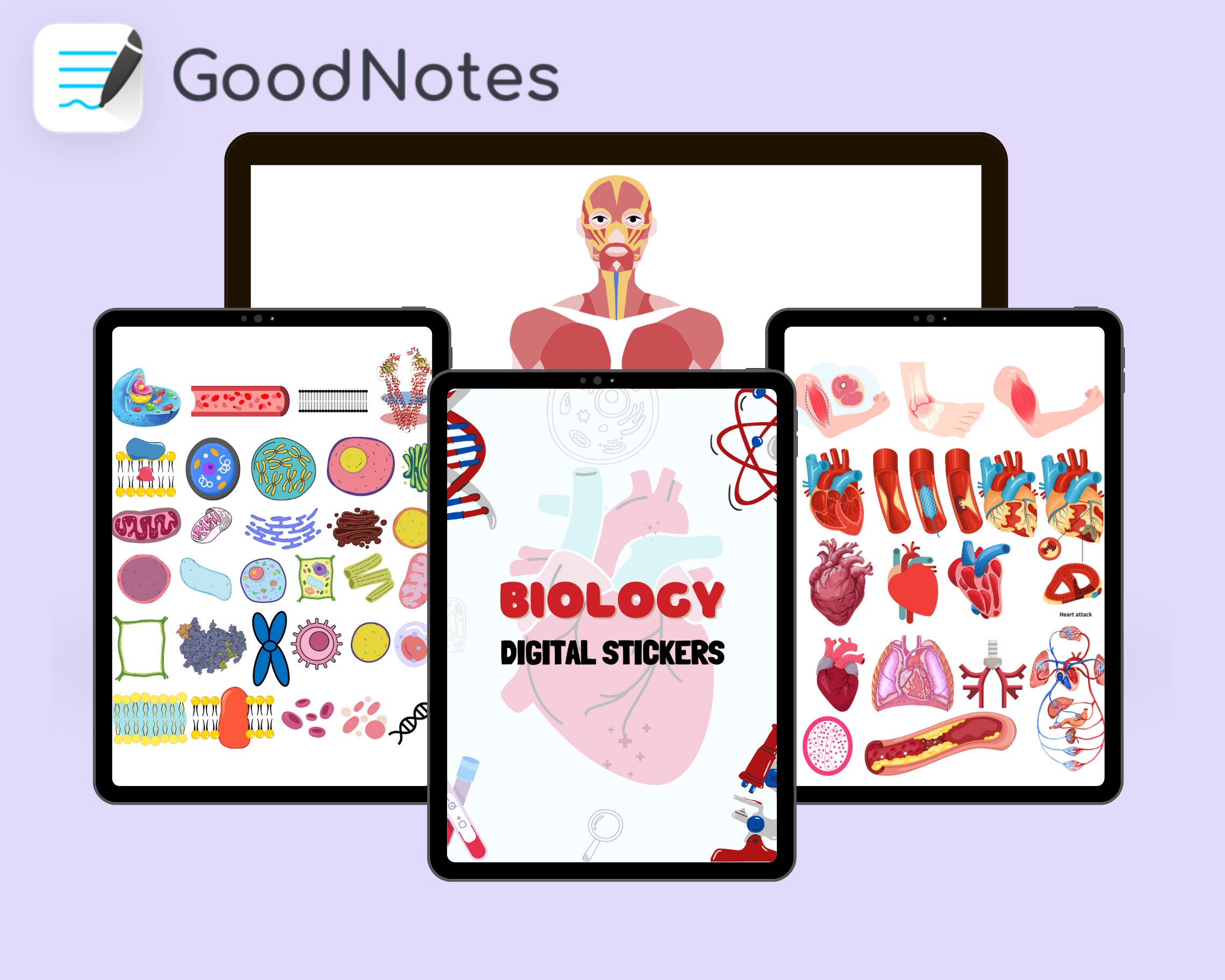 Biology & Anatomy Digital Stickers, Handdrawn iPad Goodnotes, Precropped Human Body Stickers