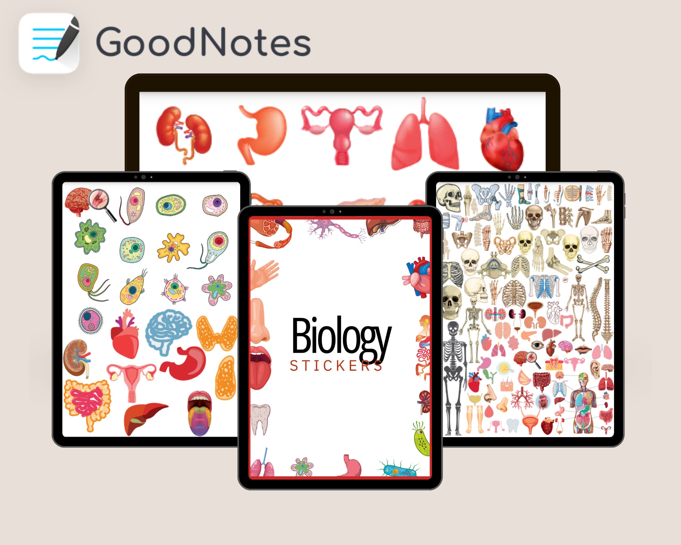 Biology & Anatomy Digital Stickers, Handdrawn iPad Goodnotes, Precropped Human Body Stickers