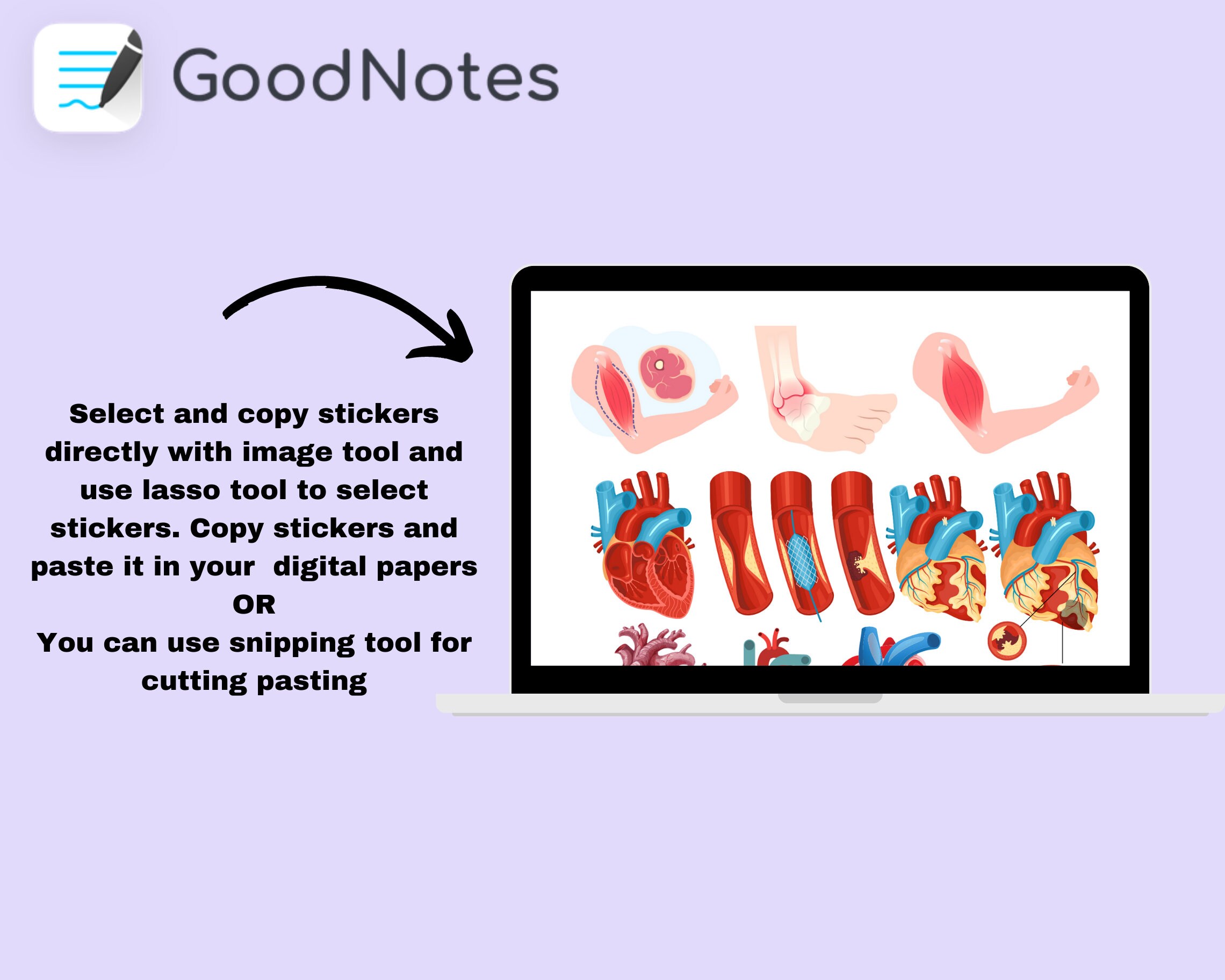Biology & Anatomy Digital Stickers, Handdrawn iPad Goodnotes, Precropped Human Body Stickers