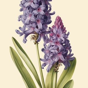 Naturalist Hyacinth Print, Antique Flower Print, Muted Botanical Print, Vintage Floral Painting, Minimalist Flower Drawing, Farmhouse Decor