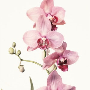 Naturalist Orchid Print, Antique Flower Print, Muted Botanical Print, Vintage Floral Painting, Minimalist Flower Drawing, Farmhouse Decor