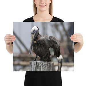 Poster "Pelican" arte murale, arte, fotografia, arredamento per la casa, ufficio, occasione speciale, regalo