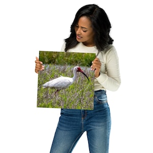 Poster "Ibis bianco", uccello acquatico, arte murale, fotografia, uccello, birdwatching, regalo, arredamento per la casa, ufficio