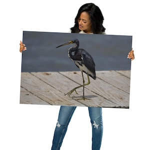 Poster, Airone tricolore, Uccello, Costiero, Decorazione murale, Fotografia, Fauna selvatica, Arte, Casa, Ufficio, Regalo, Inaugurazione della casa