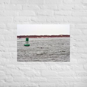 Poster con segnaletica per canale con delfini che nuotano, arte murale, casa, ufficio, regalo, idea regalo, esterno, natura, fauna selvatica