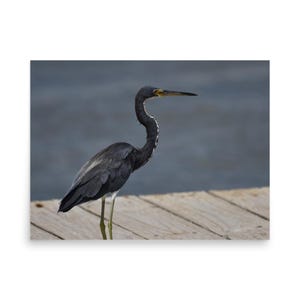 Poster, Airone tricolore, Uccello, Uccelli costieri, Fauna selvatica, arte murale, casa, ufficio, arredamento, arte