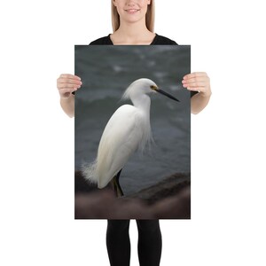 Poster su carta fotografica, Airone niveo, arte murale, arte, fotografia, casa, ufficio, natura, fauna selvatica