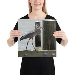 Poster fotografico Airone azzurro, uccello, arte murale, arredamento per la casa, ufficio, regalo, occasione speciale