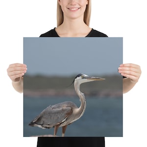 Poster fotografico Airone azzurro, uccello, arte murale, arredamento per la casa, ufficio, regalo, occasione speciale