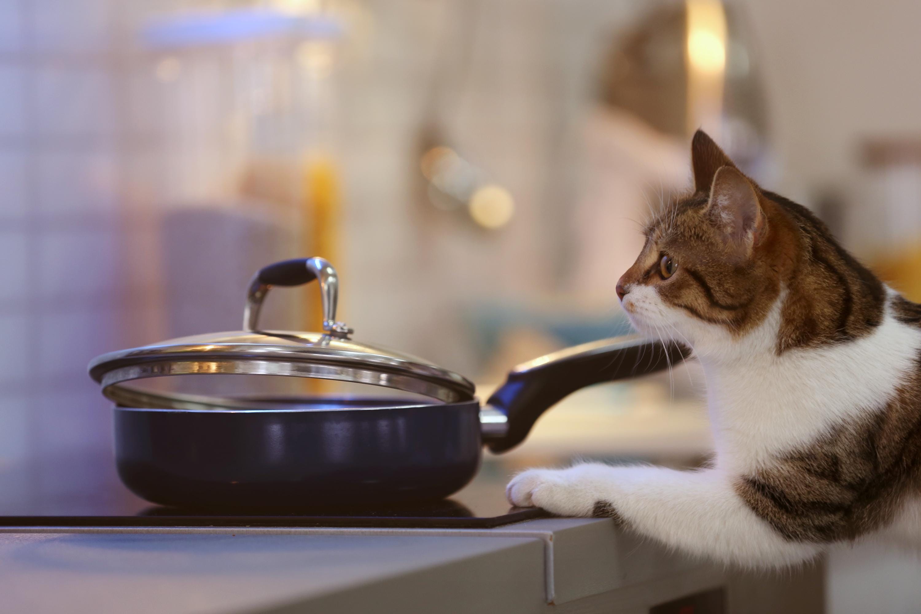 The Natural Cat Kitchen – 50 Homemade Cat Food & Treat Recipes | Vet ...