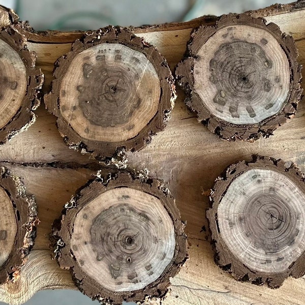 3” to 3.5” Assorted Black Walnut Wood Slices / Craft Quality / Wedding Table Decor / 25 pack