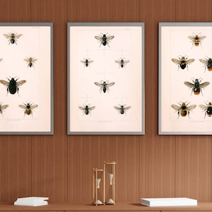 Vintage Bee Print Illustration Set | Antique Bees Wall Art | Dark Moody Bee Art Print | Spooky Wall Decor | Cottagecore Aesthetic Academia