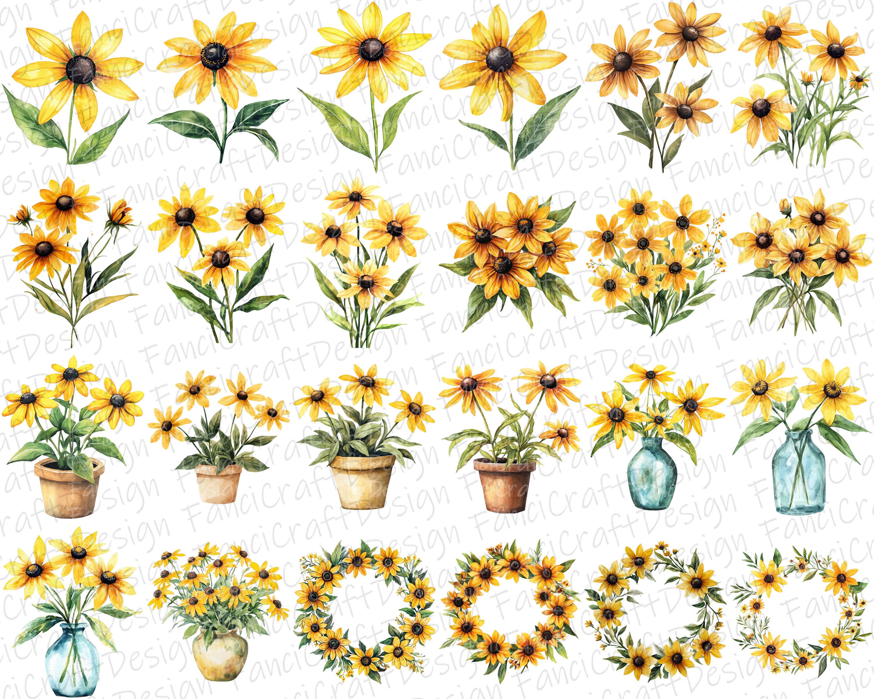 Black Eyed Susan Flowers 24 Floral Clipart Pack Yellow Watercolor PNG ...