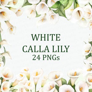 Witte calla lelie bloemen 24 bloemen clipart Pack aquarel afdrukbare PNG digitale download DPI commercieel gebruik sublimatie kunst afbeelding bundel