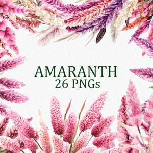 Può includere: Una collezione di 26 illustrazioni ad acquerello di fiori di amaranto rosa, viola e bianco. I fiori sono disposti in una cornice attorno al testo "AMARANTH 26 PNGs".