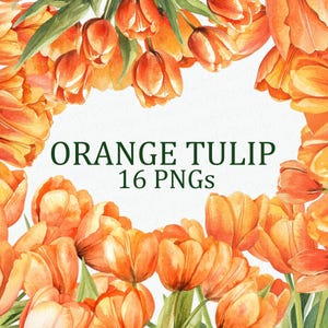 Pacchetto di 16 clipart floreali con fiori di tulipano arancione, acquerello, arte di fiori di tulipano arancione, PNG, download digitale, uso commerciale, pacchetto di immagini a sublimazione
